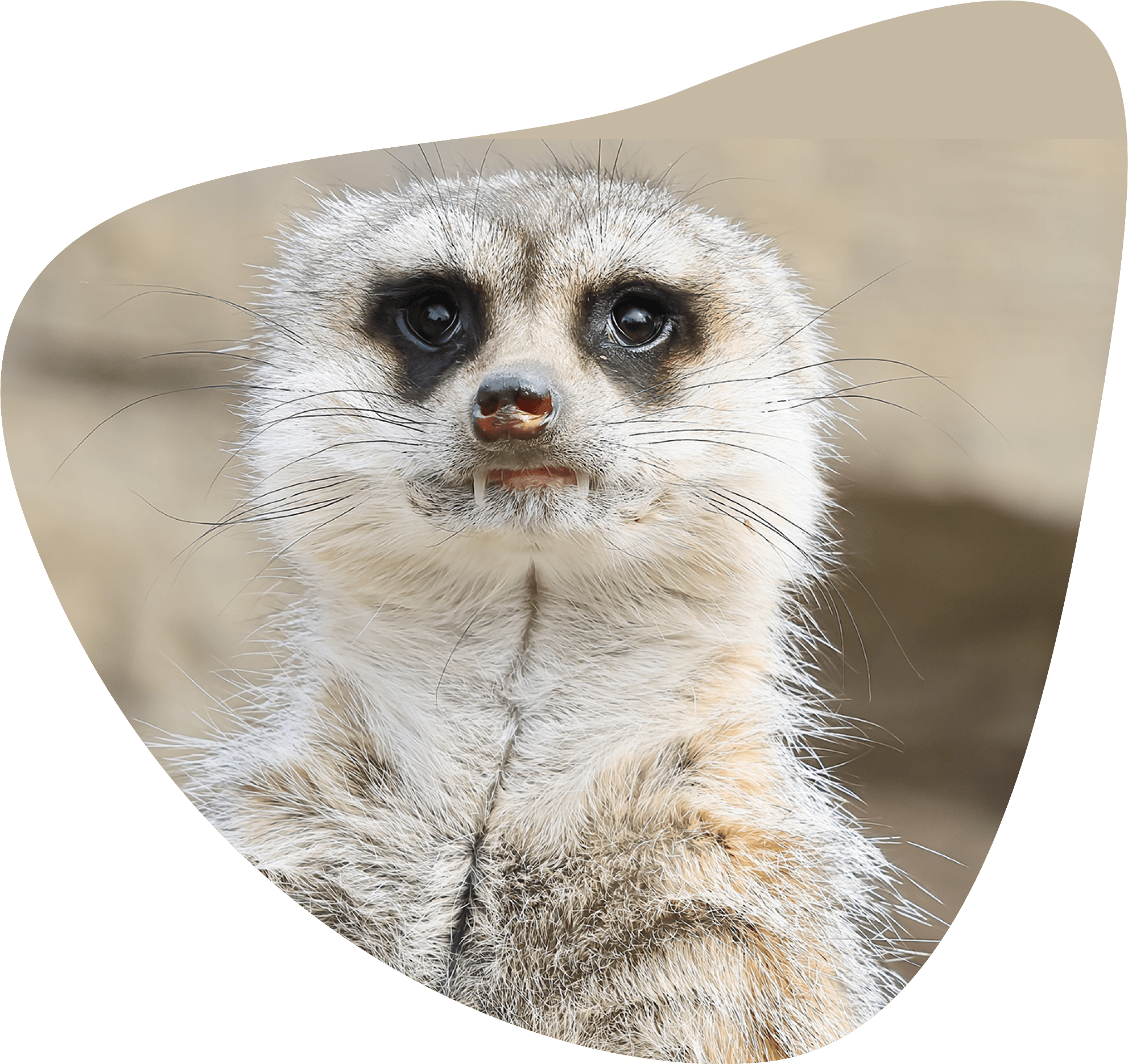 ふれあい動物園とは？