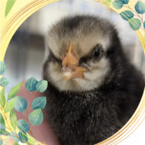ひよこ