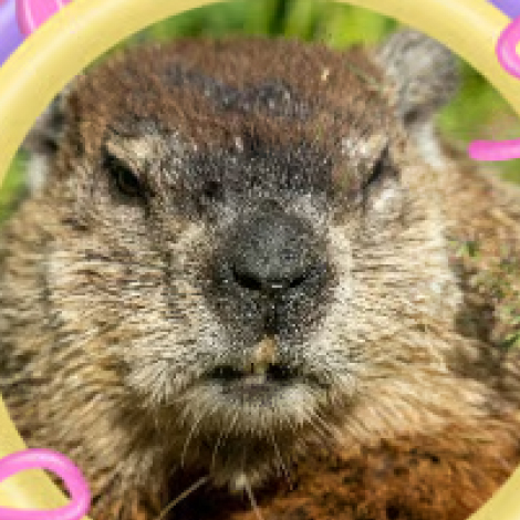 ウッドチャック