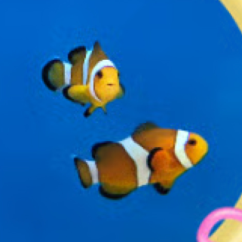 カクレクマノミ