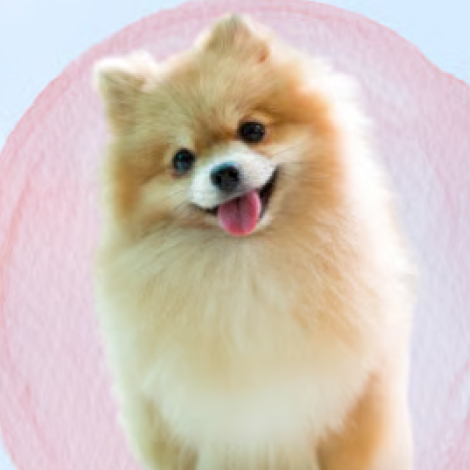 犬