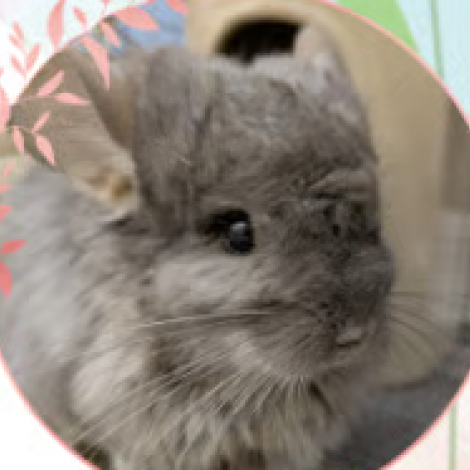 アンゴラチンチラ