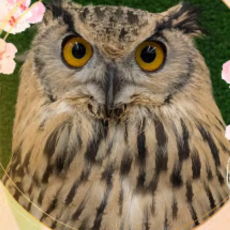 ベンガルワシミミズク