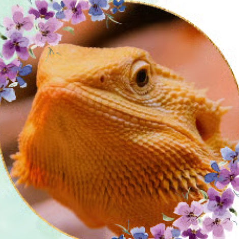 フトアゴヒゲトカゲ