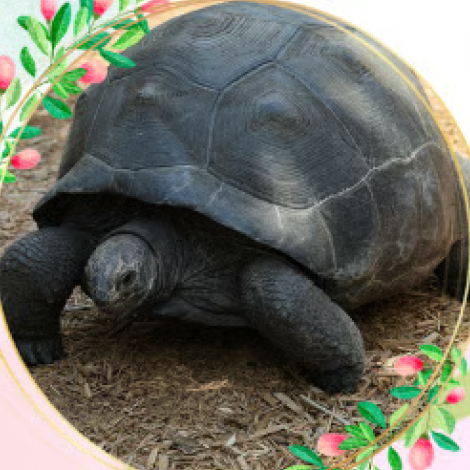 ゾウガメ