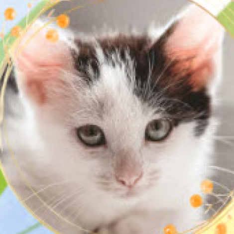 ねこちゃん