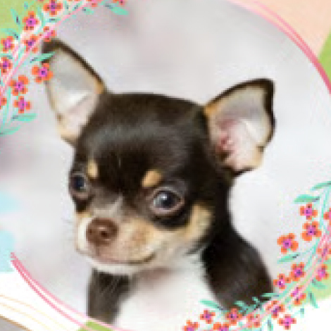 わんちゃん