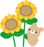 kuma_himawari