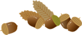 donguri